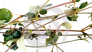 Boerhaavia diffusa punarnava plant