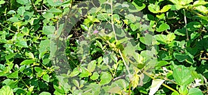 Boerhavia diffusa punarnawa gajpurna creeper photo