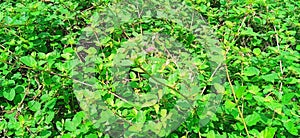 Boerhavia diffusa punarnawa gajpurna creeper snap