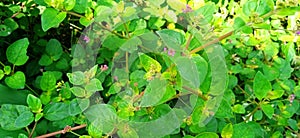 Boerhavia diffusa punarnawa gajpurna creeper stock