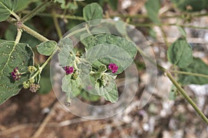 Boerhavia repens close up with flowers