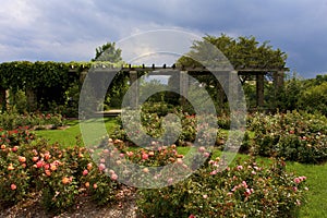 Boerner Botanical Gardens Rose Garden   820241