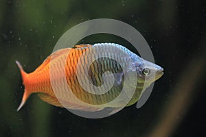 Boeseman rainbowfish