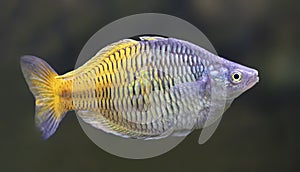 Boeseman`s rainbowfish Melanotaenia boesemani