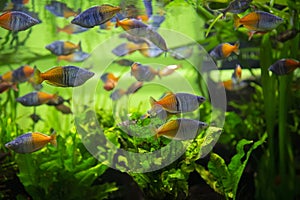 Boeseman\'s rainbowfish - Melanotaenia boesemani. Fish in the aquarium. Fish under water. Blur.