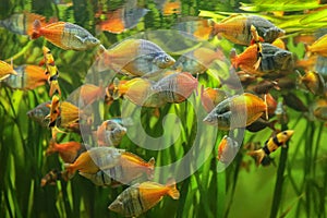 Boeseman\'s rainbowfish - Melanotaenia boesemani. Fish in the aquarium. Fish under water. Blur.