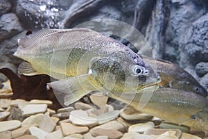 Soldier fish swimming in the aquarium.