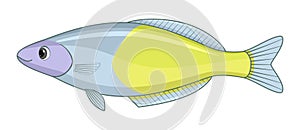 Boesemans rainbow fish on a white background