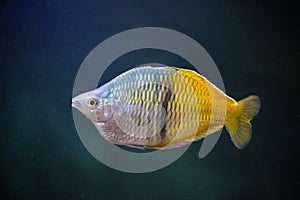 Boesemans rainbowfish Latin Melanotaenia Boesemani.
