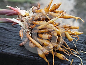 Boesenbergia rotunda Kaempferia cochinchinensis Gagnep. Kaempferia ovata Roscoe, Kaempferia pandurata Roxb fresh, vegetable food