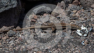 Lagarto sobre el isla 