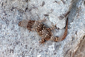Boettger's Wall Gecko - Tarantola boettgen
