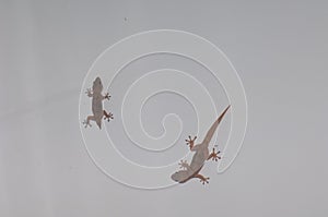 Boettger`s wall geckos Tarentola boettgeri in the ceiling of a room. photo