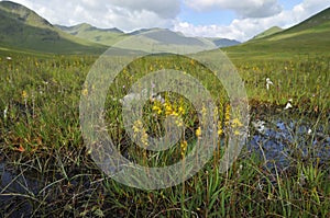 Bog Asphodel in Glen Shiel