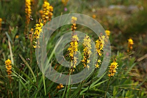 Bog asphodel moorland plant in Norway