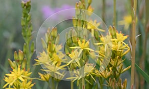 Bog asphodel Narthecium ossifragum, close-up of starry yellow flowers