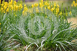 Bog asphodel Narthecium ossifragum, yellow flowering plants