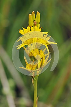 Bog Asphodel photo