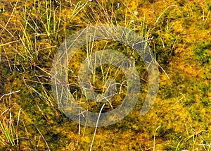 Bog in autumn, beautiful bog vegetation, traditional, grass, moss, berries and lichens in autumn colors, autumn time