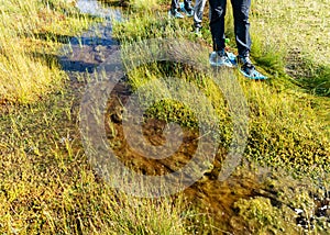 Bog in autumn, bog waded legs with bog shoes on bog vegetation, grass, moss, and lichens in autumn colors, autumn time