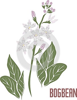 Bog bean flowers and leaf in color drawing vector illustration