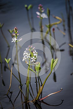 Bog Bean on Loch Garten in Scotland.