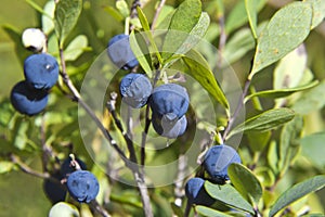 Bog bilberries