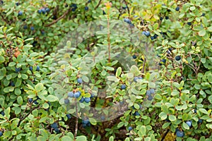 Bog bilberries, bog blueberries Vaccinium uliginosum on bushes in forest in summer