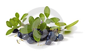 Bog bilberry