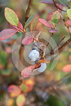 Bog Bilberry in Autumn photo