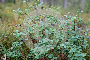 Bog bilberry growing in the forest