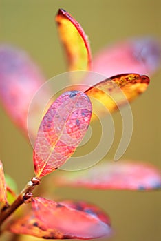 Bog bilberry leaves in autumn colors