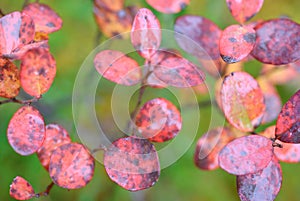 Bog bilberry leaves in autumn colors