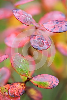 Bog bilberry leaves in autumn colors