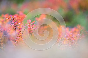 Bog bilberry leaves in autumn colors