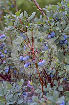 Bog Bilberry, Northern Bilberry, Vaccinium uliginosum, fruits in summer