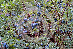 Bog Bilberry, Northern Bilberry, Vaccinium uliginosum, fruits in summer