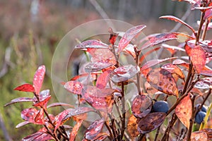 Bog bilberry twigs with reddish leaves in autumn