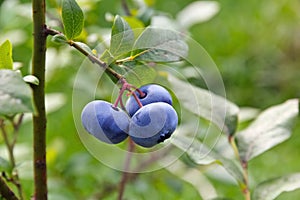 Bog bilberry (Vaccinium uliginosum).