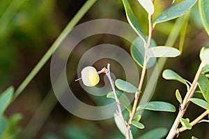 Bog bilberry, Vaccinium uliginosum