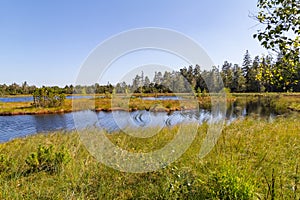 Bog in the Black Forest region in Germany