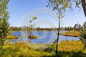 Bog in the Black Forest region in Germany