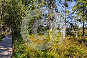 Bog in the Black Forest region in Germany