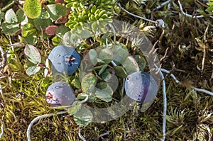 Bog blueberry