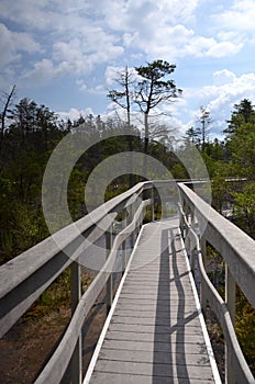 Bog Boardwalk