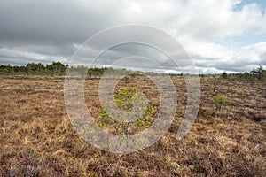 Bog with cloudy sky