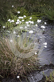 Bog cottongrass on moorland in the highlands of Scotland.