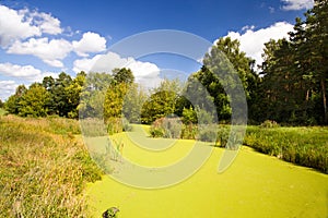 Bog covered with ooze