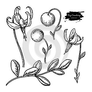 Bog cranberry vector drawing. Vaccinium oxycoccos isolated illustration.