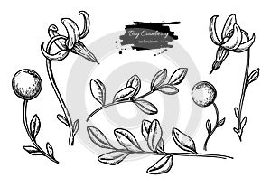 Bog cranberry vector drawing. Vaccinium oxycoccos isolated illustration.